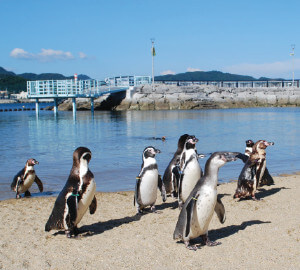 L’Aquarium à Manchots de Nagasaki (Nagasaki Penguin Aquarium)