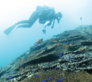 Plongée avec tuba et plongée sous-marine 