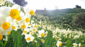 Seasonal Flowers