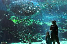 Kujukushima Aquarium Umi-kirara