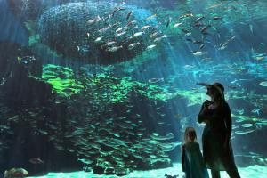 Kujukushima Aquarium Umi-kirara