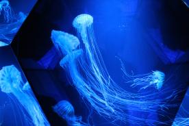 Kujukushima Aquarium Umi-kirara