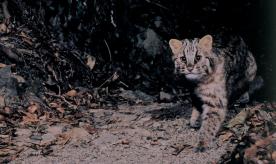 Tsushima Wildlife Conservation Centre