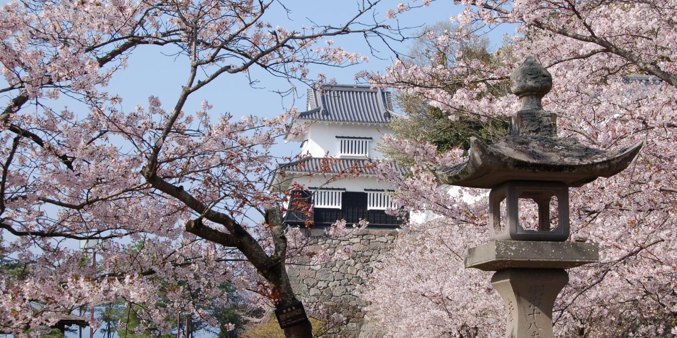 Omura Flower Festival (Cherry Blossom Festival)