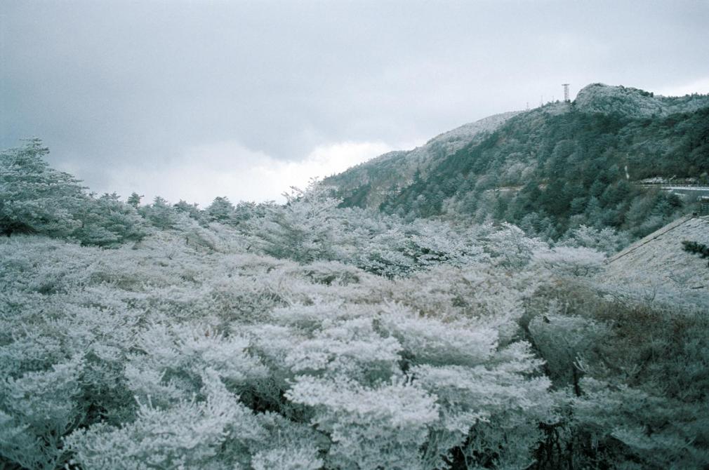 Winter Frost