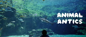 Animal Antics